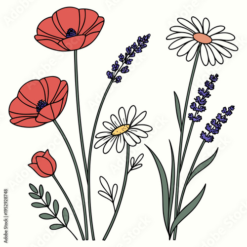 Wildflowers illustration: red poppies, lavender, daisies, and tulip with clean lines, hand drawn