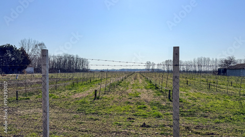 Barbed-wire fenced vineyard under clear blue sky in late-winter sunlight, rows of dormant vines on flat farmland, ideal for agricultural editorial, tourism and landscape marketing