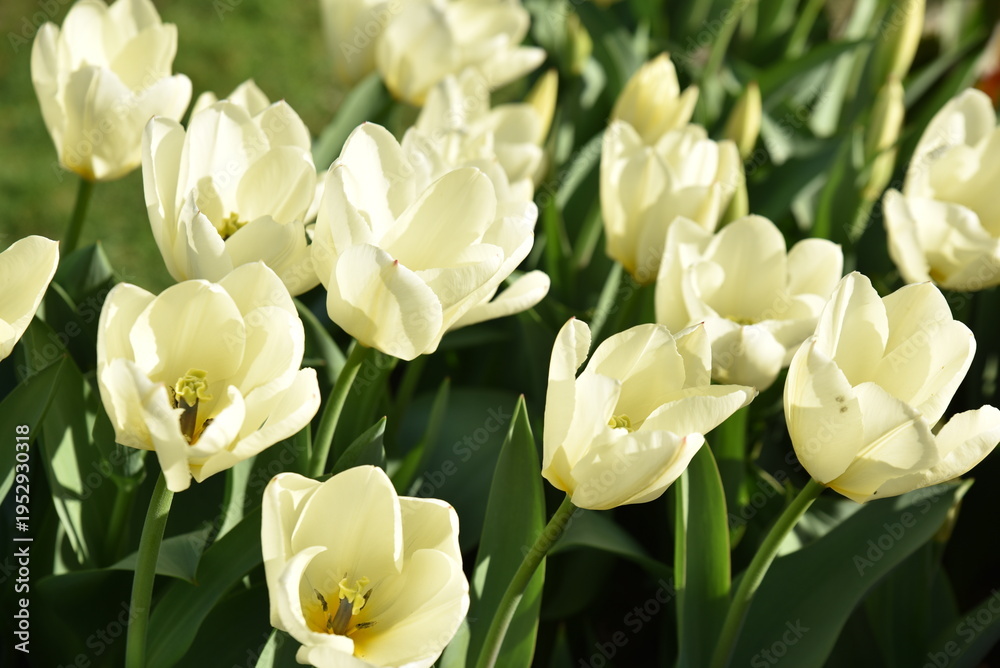 Fototapeta premium Tulipes&nbsp;blanches&nbsp;au&nbsp;jardin&nbsp;au&nbsp;printemps