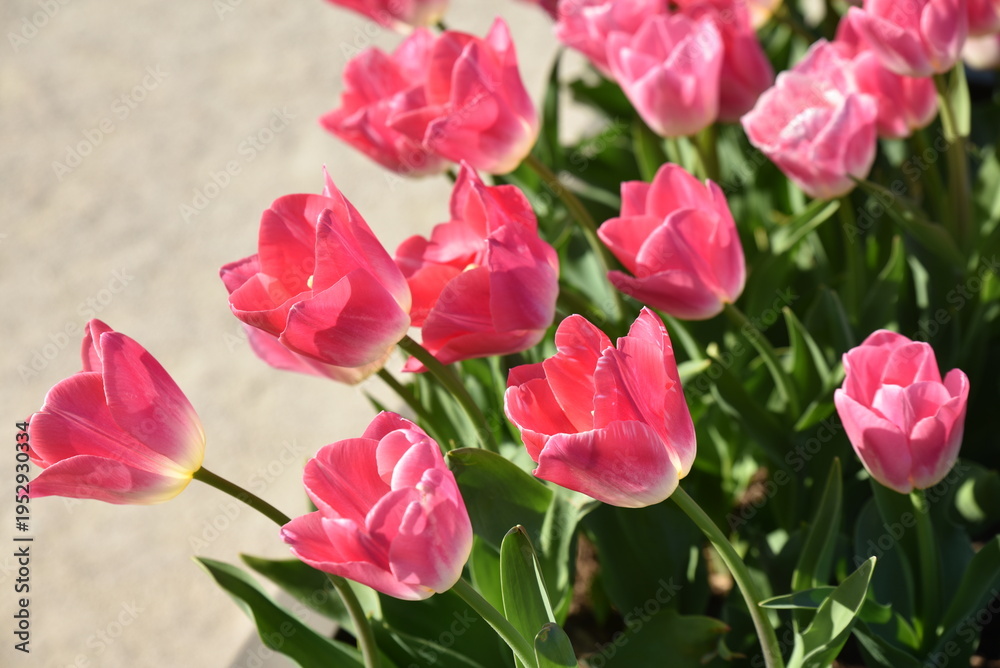 Fototapeta premium Tulipes&nbsp;roses&nbsp;au&nbsp;jardin&nbsp;au&nbsp;printemps
