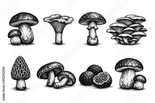 Collection of diverse edible and poisonous mushrooms in detailed vintage engraving style