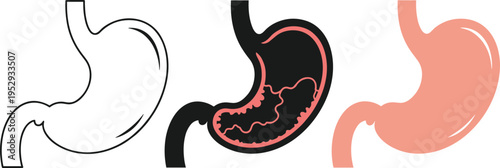 Human Stomach Anatomy Icon Set with Digestive Organ Illustration in Outline and Filled Styles for Medical Healthcare Education Vector Design