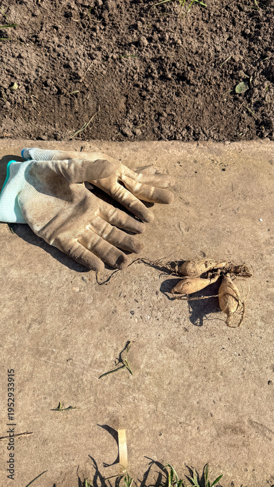 Obraz premium Worn garden gloves on a concrete path beside tilled soil and harvested roots in soft daylight suitable for gardening tutorials, sustainable living, lifestyle blogs and social posts