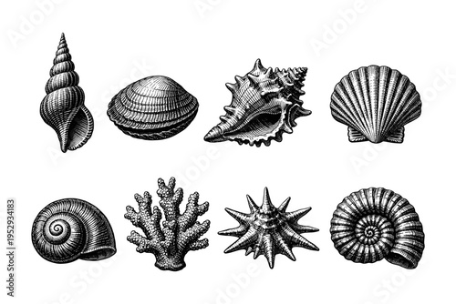 Collection of vintage marine life illustrations including seashells, coral, and starfish