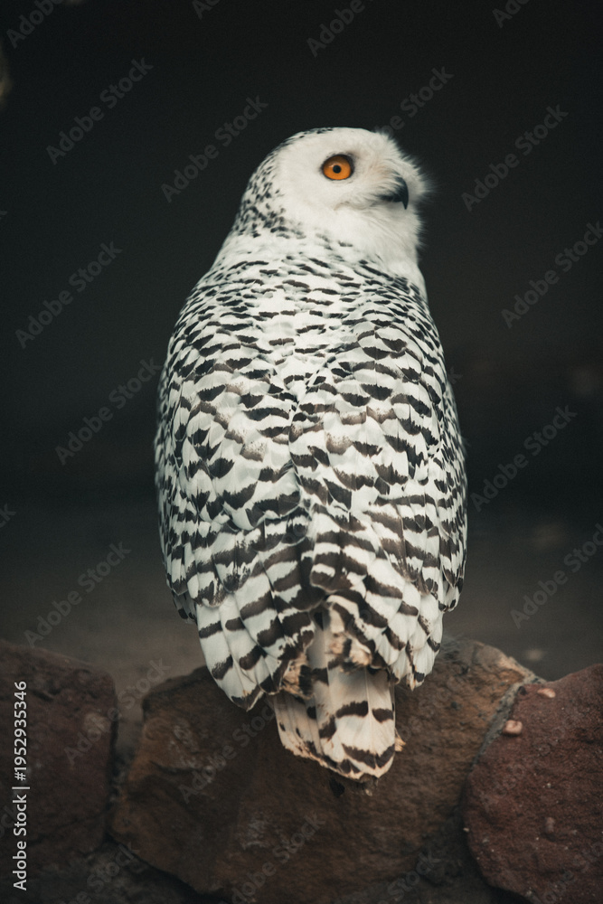 Fototapeta premium Schneeeule auf Ast – eindrucksvolles Porträt eines arktischen Greifvogels