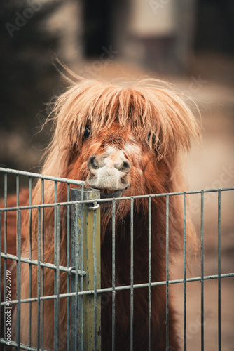 Small brown horse with grimacing horse