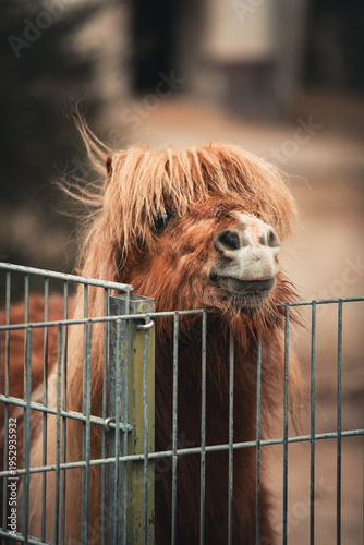 Small brown horse with grimacing horse