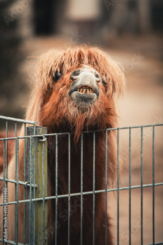 Small brown horse with grimacing horse