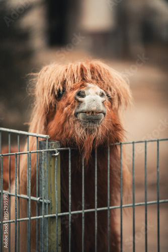 Small brown Horse with grimacing face