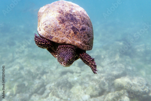 The European pond turtle - (Emys orbicularis), underwater in Ohrid lake
