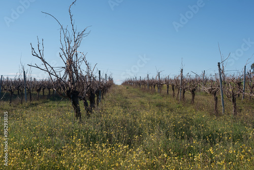 Vineyards in winter with bare vines on both sides under the blue sky during the daytime in a rural area