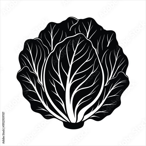 Napa Cabbage Silhouette Vector Illustration