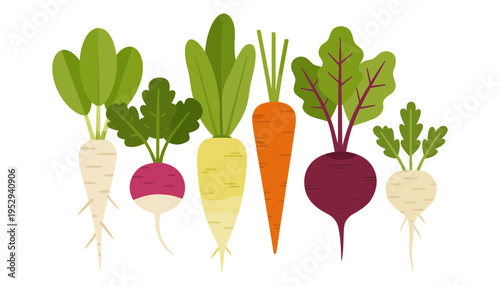 Vegetable illustration of colorful root vegetables with green leaves