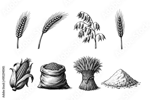 Collection of hand-drawn cereal grains and products, including wheat, oats, corn, and flour