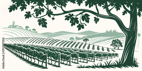 Green of vineyard with tree and rolling hills wine