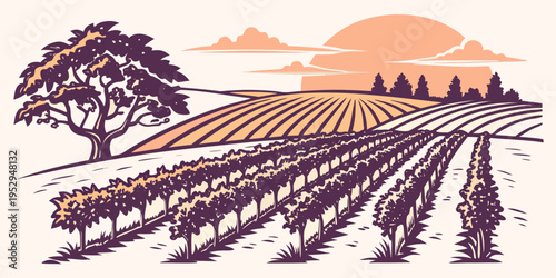 Vineyard landscape at sunset with rows of grapevines and trees
