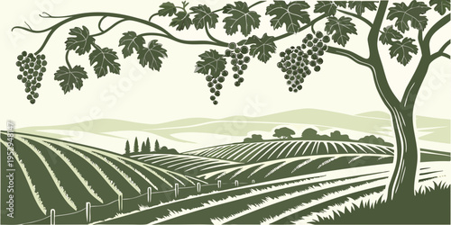 Vineyard landscape with tree and grapevine scenic