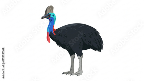 Southern Cassowary Flightless Bird Wildlife Illustration