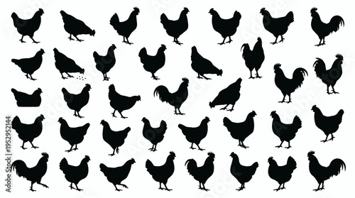 Set of black chicken and rooster silhouettes isolated on white background, concept for poultry farming education, agricultural graphic design and farm branding