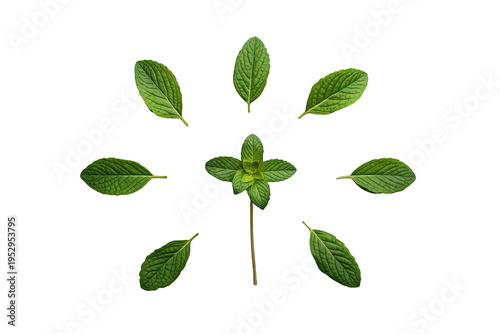 Fresh green mint leaves and plant sprig arranged in a circle, offering a natural herb selection on transparent background