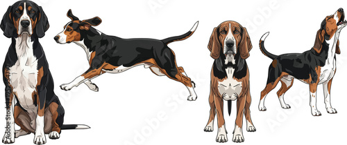 Hamilton Hound dog running howling standing sitting front pose set