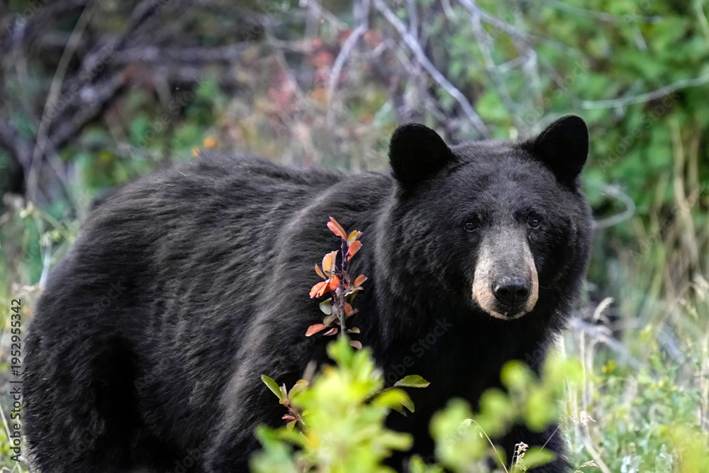 Obraz premium Colorado Black Bear
