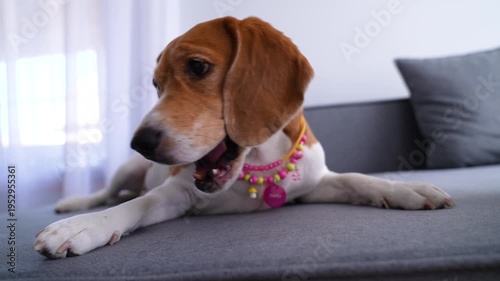 Beagle Dog Lying on the Sofa in the Living Room