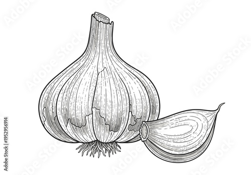 Garlic bulb and clove illustration for food and cooking design, black and white
