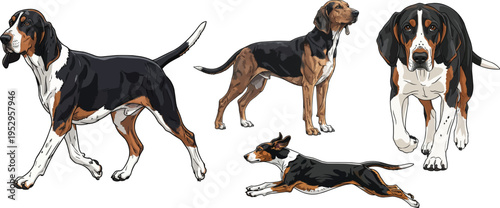 Hamilton Hound dog sprinting walking forward standing pose set