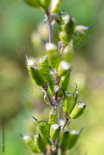 Photos Wolf's bane seed pods close up