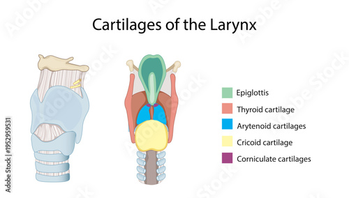 Cartilages of the Larynx
Anatomical illustration of the laryngeal cartilages including the epiglottis, thyroid cartilage, arytenoid cartilages, cricoid cartilage, and corniculate cartilages.