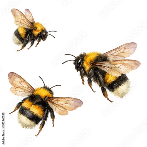 A detailed collection of watercolor bumble bees, featuring fluffy yellow and black bodies with delicate translucent wings in natural flying poses, isolated on a transparent background.