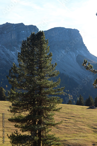 A lone tree stands tall against the stunning backdrop of the Dolomites mountain range, showcasing the vastness and natural beauty of the landscape in the Italian Alps.