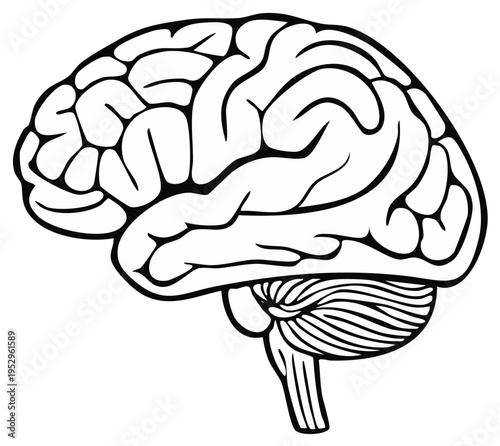 Outline of a human brain showing complex convolutions and cerebellum in profile view