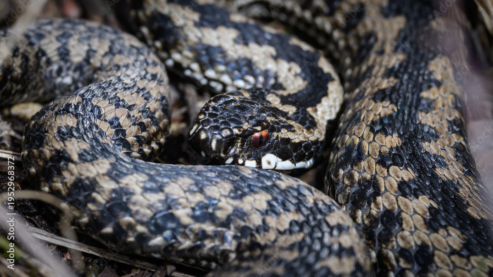 Fototapeta premium Common European adder (Vipera berus)