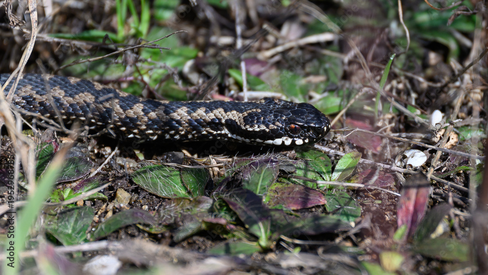Fototapeta premium Common European adder (Vipera berus)