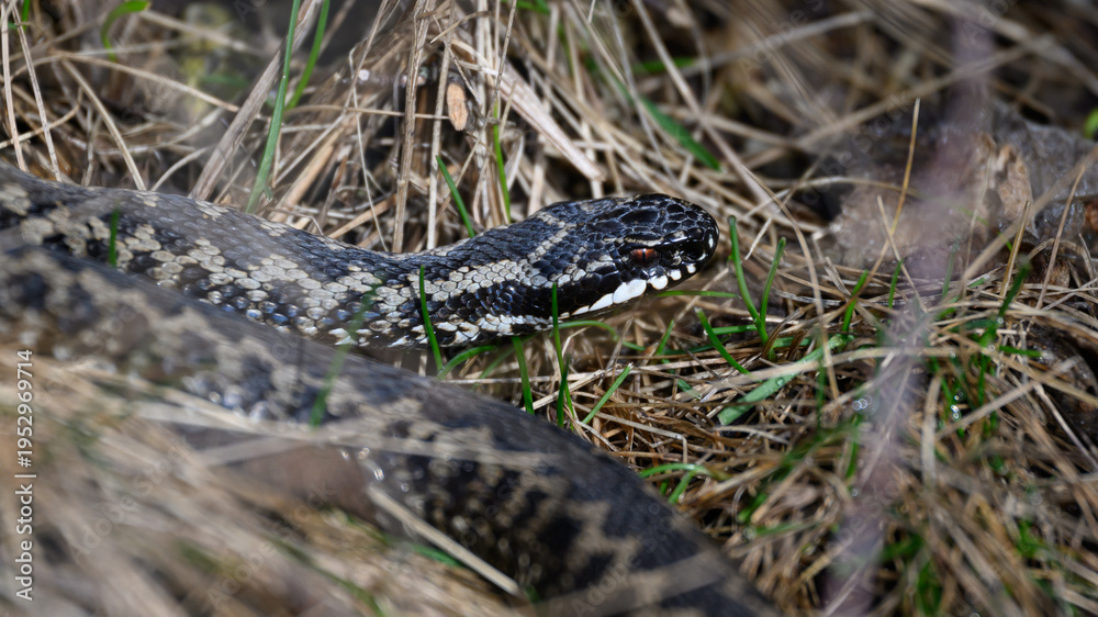 Fototapeta premium Common European adder (Vipera berus)