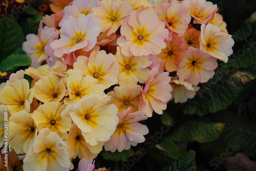 Canvas Print Pastel primroses at a garden centre