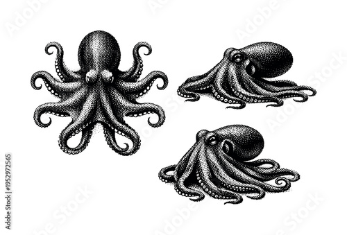 Common octopus full body, complete octopus body with arms arranged naturally shown from top view, side view, and three-quarter view with realistic proportions.