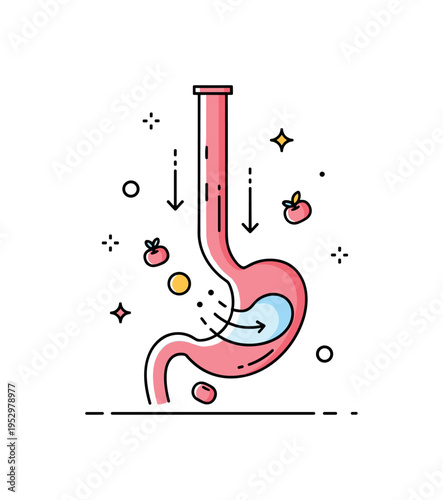 Esophagus transport stage illustrated through a vertical tube shape with subtle downward arrows and small food particle icons, conveying movement and