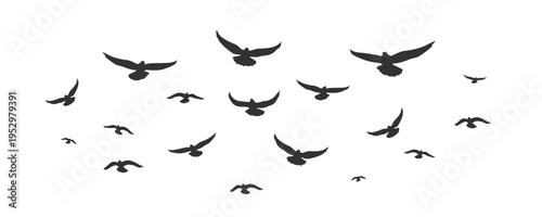 silhouettes of flying birds vector illustration on transparent background