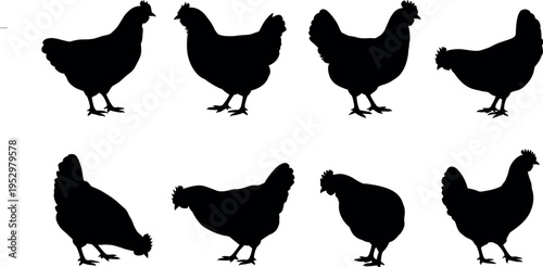 Set of chicken silhouettes isolated on white background, hen and poultry shapes collection, farm animal vector illustration for agricultural and food design