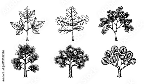Vintage botanical tree illustration vector set hand sketched spring forest trees black and white collection