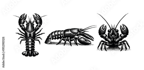 Lobster juvenile lobster shown from top view, side view, and front view as one smaller lobster with delicate proportions and fine detail. Black and white dot