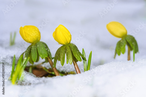 Принти на полотні Yellow winter aconite flowers in the snow