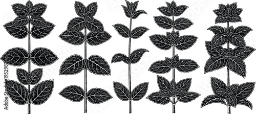 Botanical Plant Silhouette Vector Set with Detailed Leaves and Stems, Hand Drawn Herb and Foliage Illustrations for Nature Design, Organic Branding, and Garden Graphics