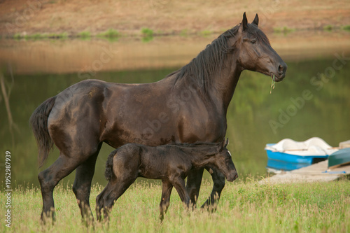 adult female Percheron Draft Horse mare with newborn foal in grass field by pond