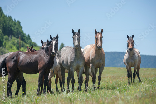 group of juvenile American Quarter Horse colts huddle together in alpine field