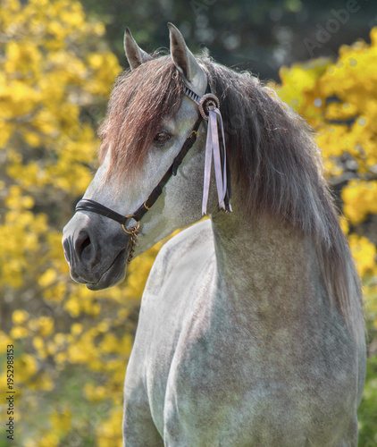 adult male Andalusian horse stallion with bridle and show ribbons in yellow flowers