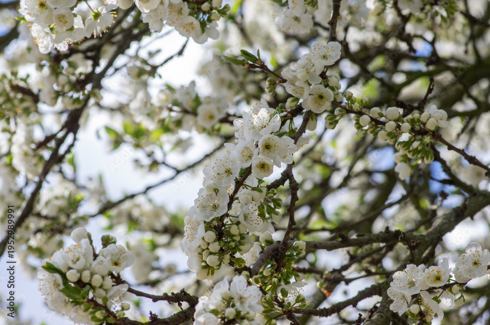 Obraz premium Prunus domestica italica greengages plums tree in bloom, beautiful rich flowering branches in springtime